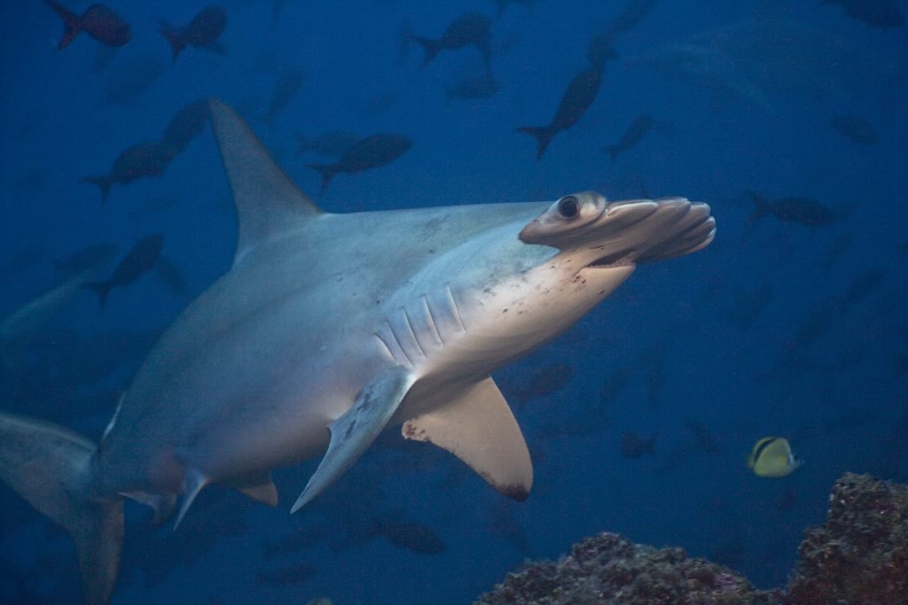 Shark Fin FAQs – Shark Stewards