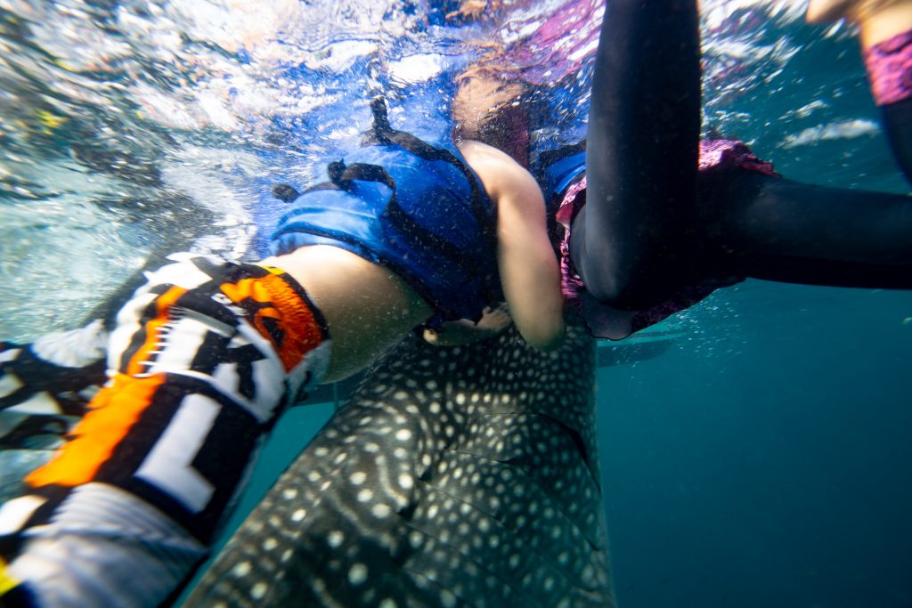 Misguided ecotourism may lead to changes in whale shark behavior, Science