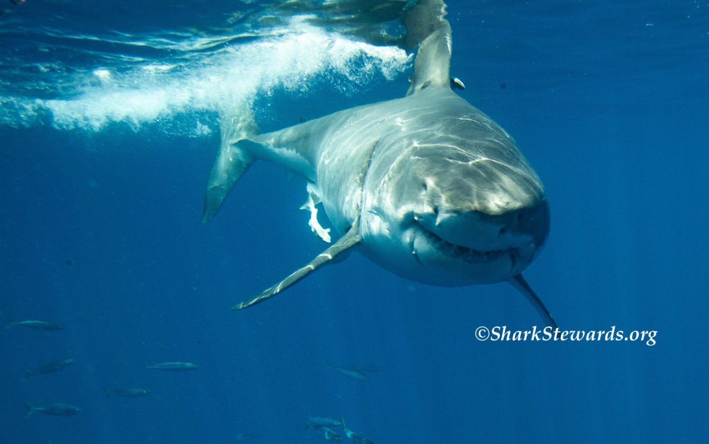 WhiteSharkFront SharkStewards copyrioght