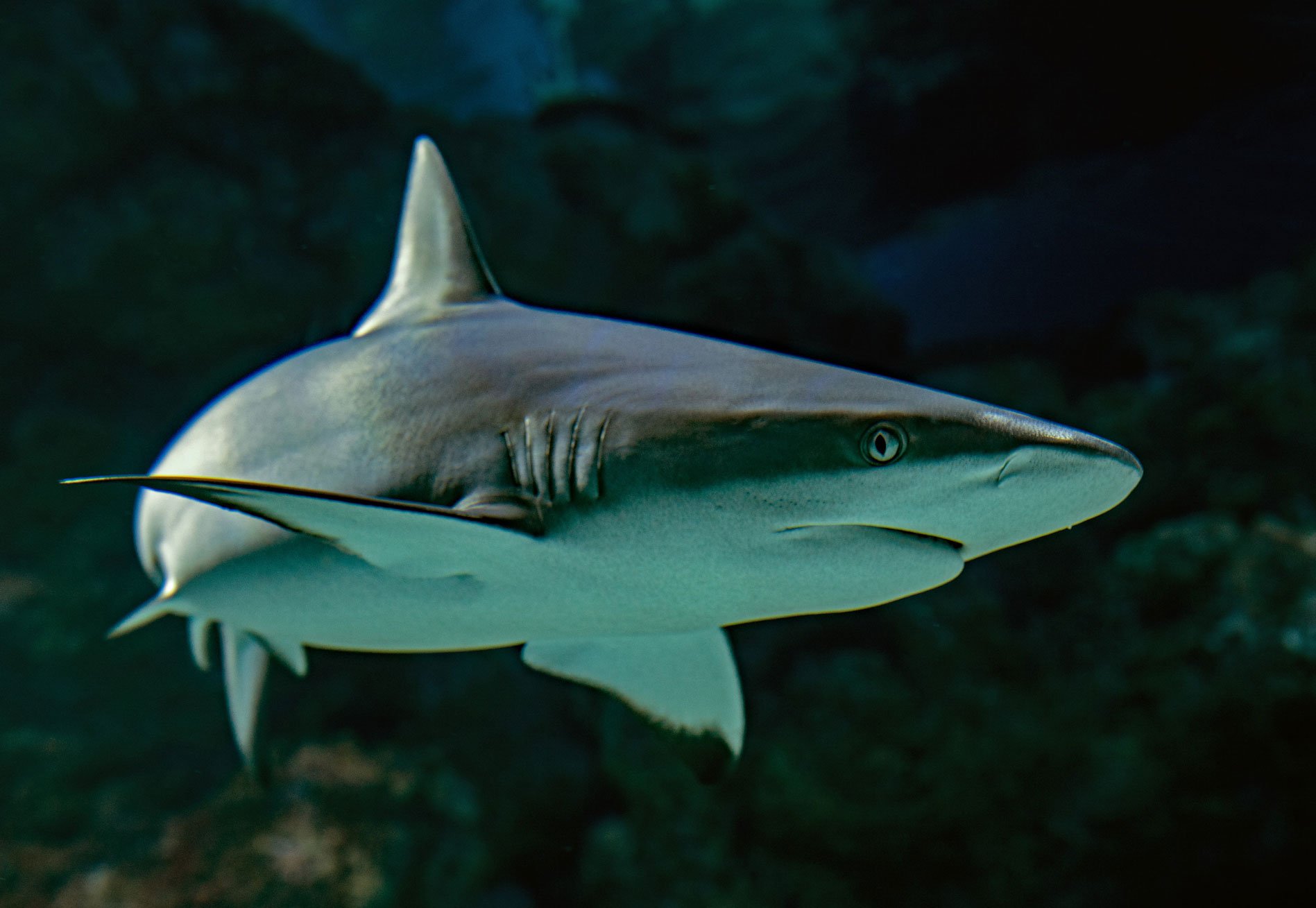 Banning Wire Leaders: A Practical Solution for Reducing Shark