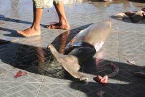 Shark Fin FAQs – Shark Stewards