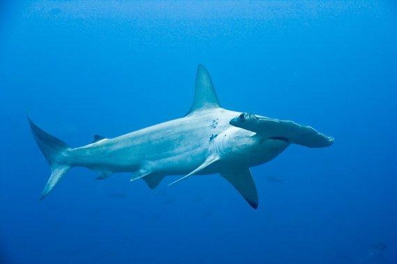 Shark Stewards