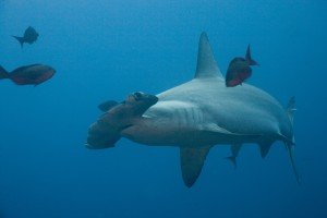 Us shark fin ban