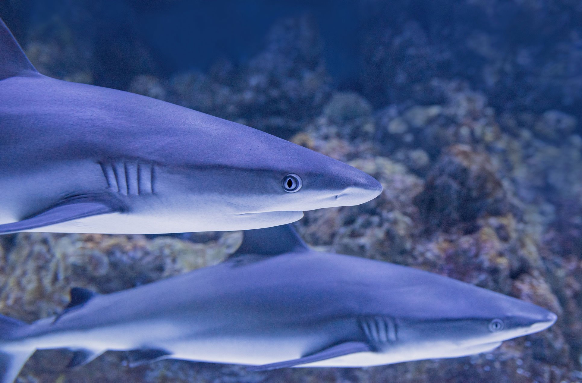 2022's Top 10 Most Critically Endangered Sharks & Rays