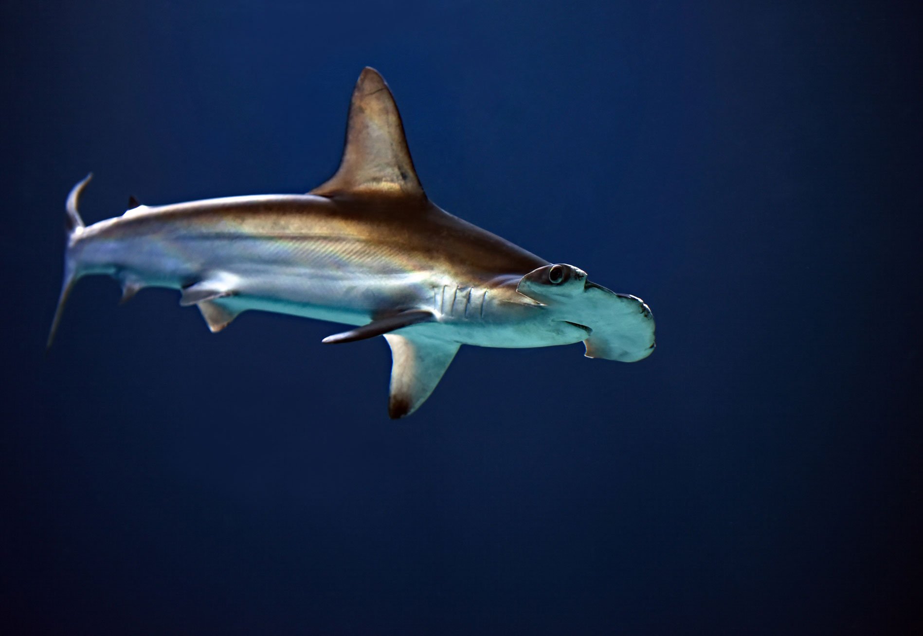 Shark Stewards – Saving Sharks