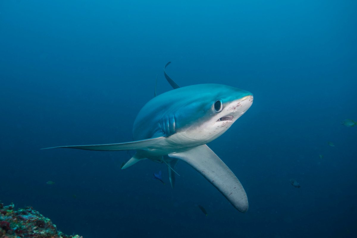 shark swims to camera
