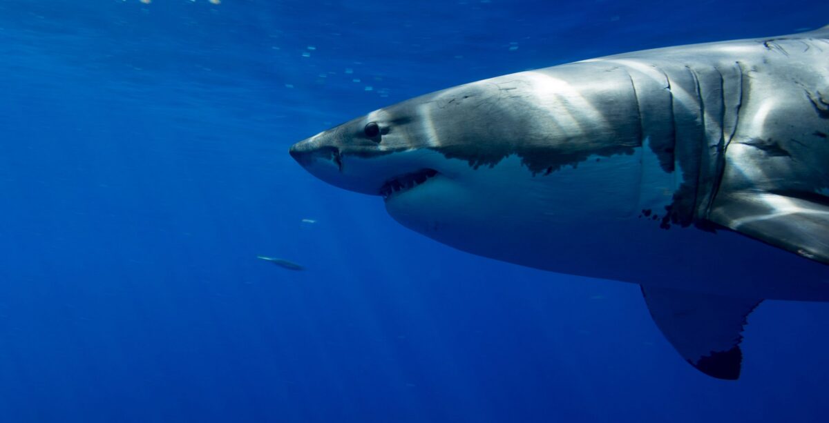 White shark