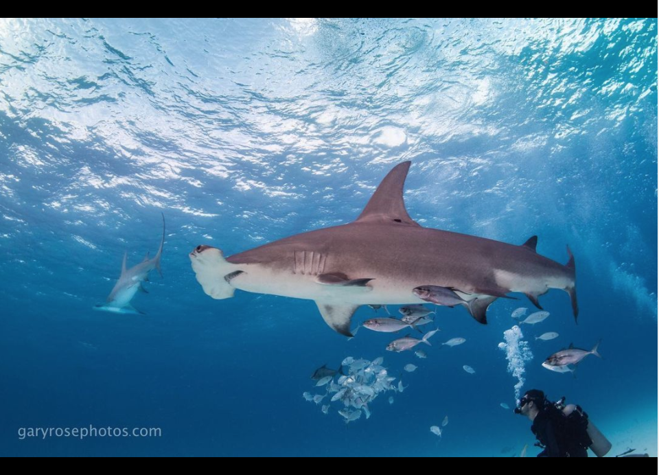 hammerhead shark feeding