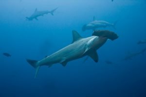 Hammerheads copy