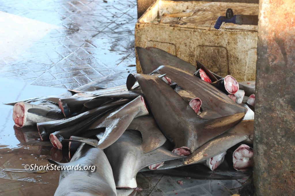 FLY WITHOUT FINS  Stop carriage of shark fins by airlines