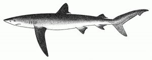 Shark Science Sheets – Shark Stewards