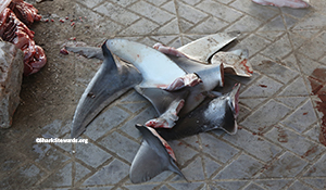 SharkfinpileCR