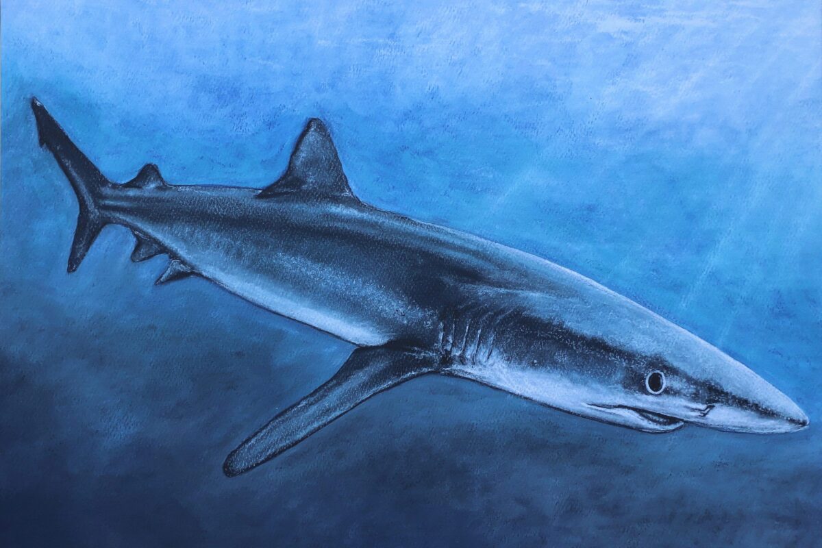 Blue shark Ciccone