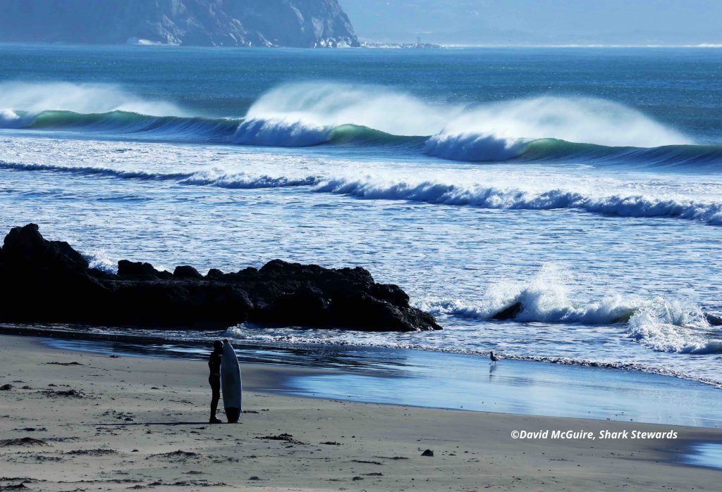 Surfer survives great white shark attack near San Francisco – The Hill