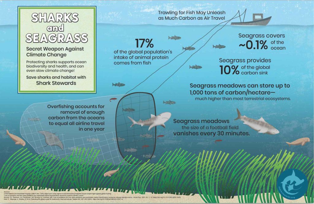 Seagrass Meadows Food Web