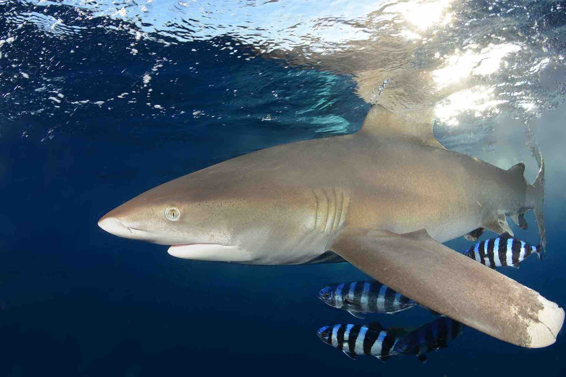 Save Endangered Oceanic Whitetip Sharks