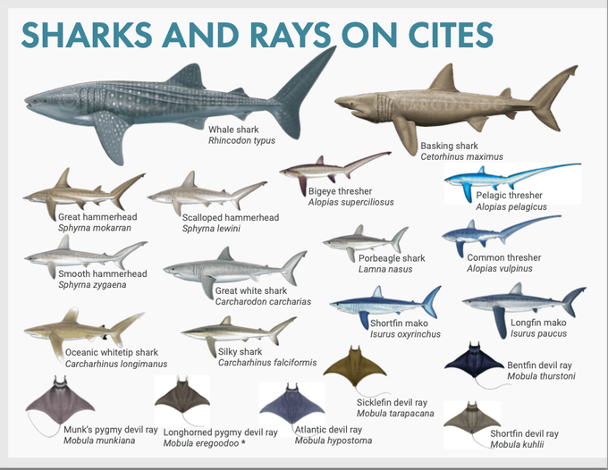 Saving Endangered Great Hammerhead Sharks – Shark Stewards