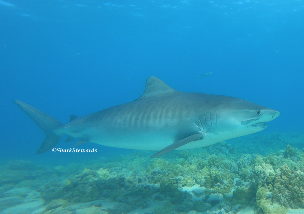 Local Shark Scientists Explain Why There Are So Many Shark Attacks in  Hawai'i