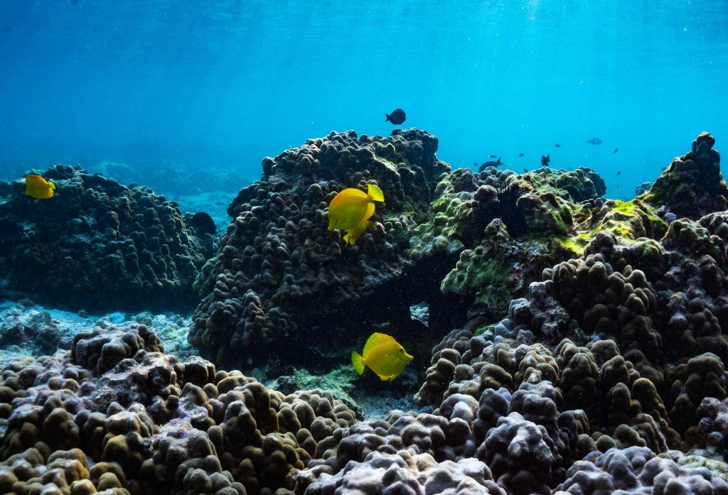 YellowTangs-small-CR