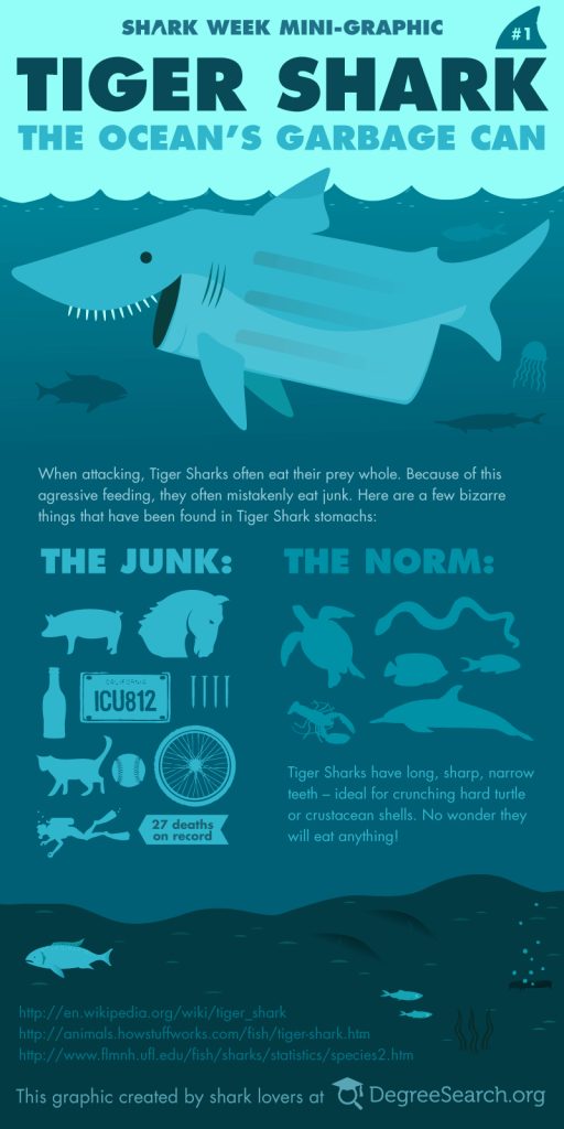 What Do Tiger Sharks Eat? What's Really in Their Stomachs? – Ocean Action  Hub