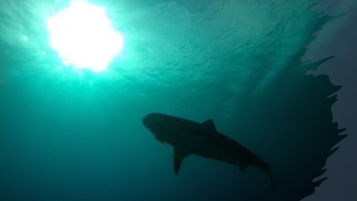 Tiger shark from below with sun