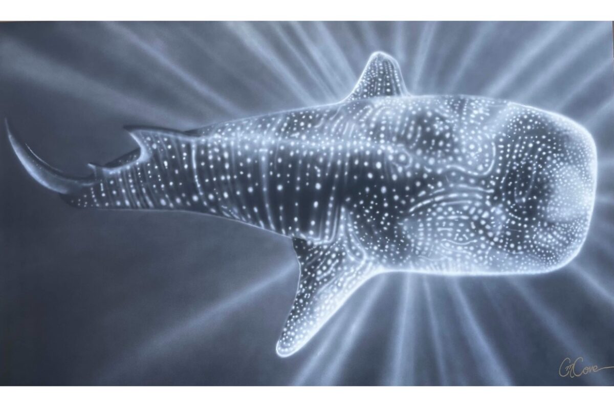 Caleb Cove Whale Shark