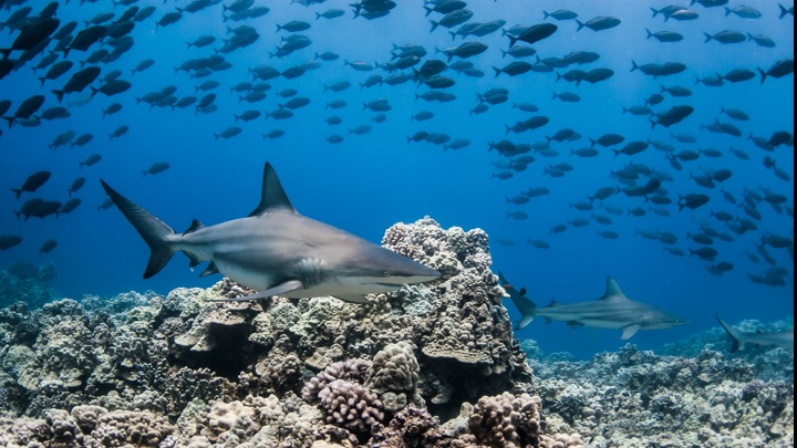 Grey Reef sharks swim over coral