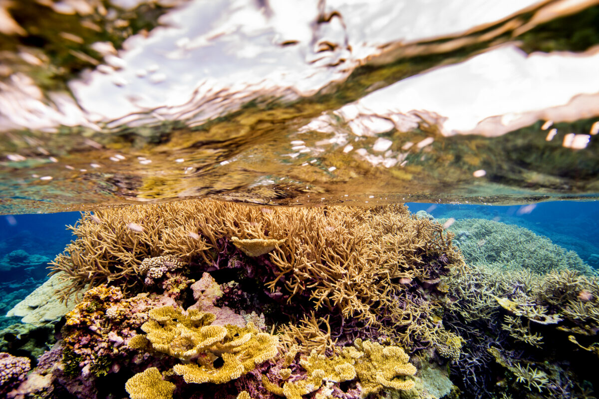 Coral and water