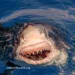 Great White Smile copy small