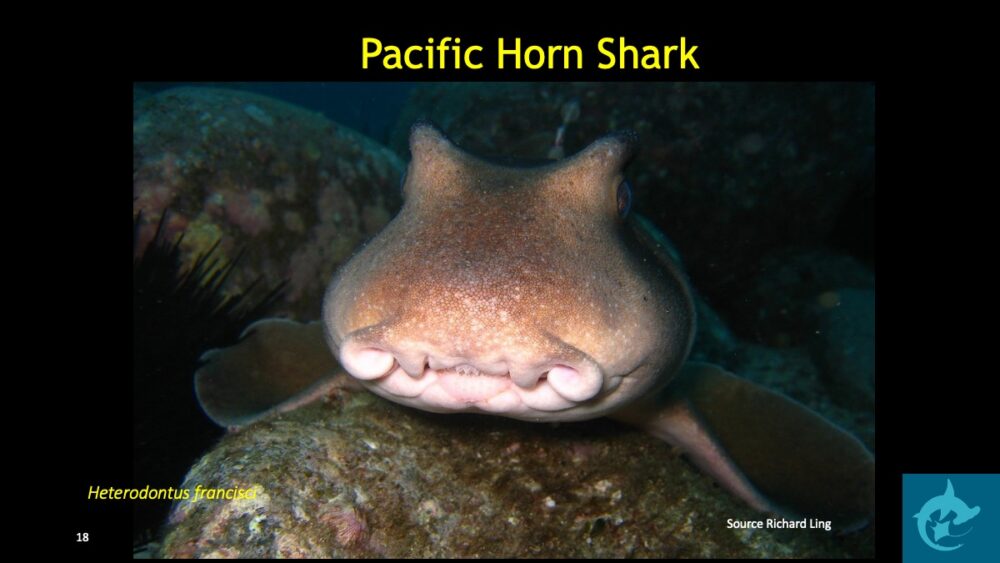 Horn Shark