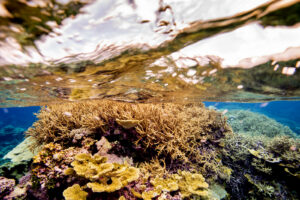 Coral and water 300x200