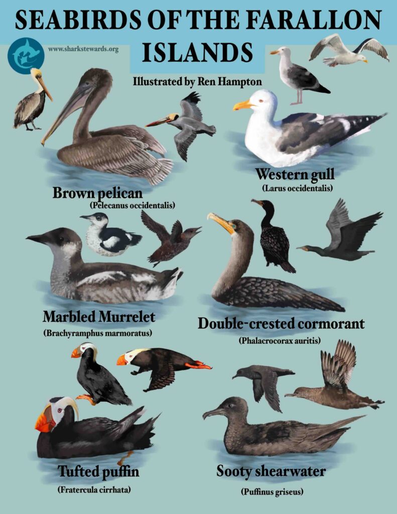 Farallon Seabirds Identification Chart by Ren2