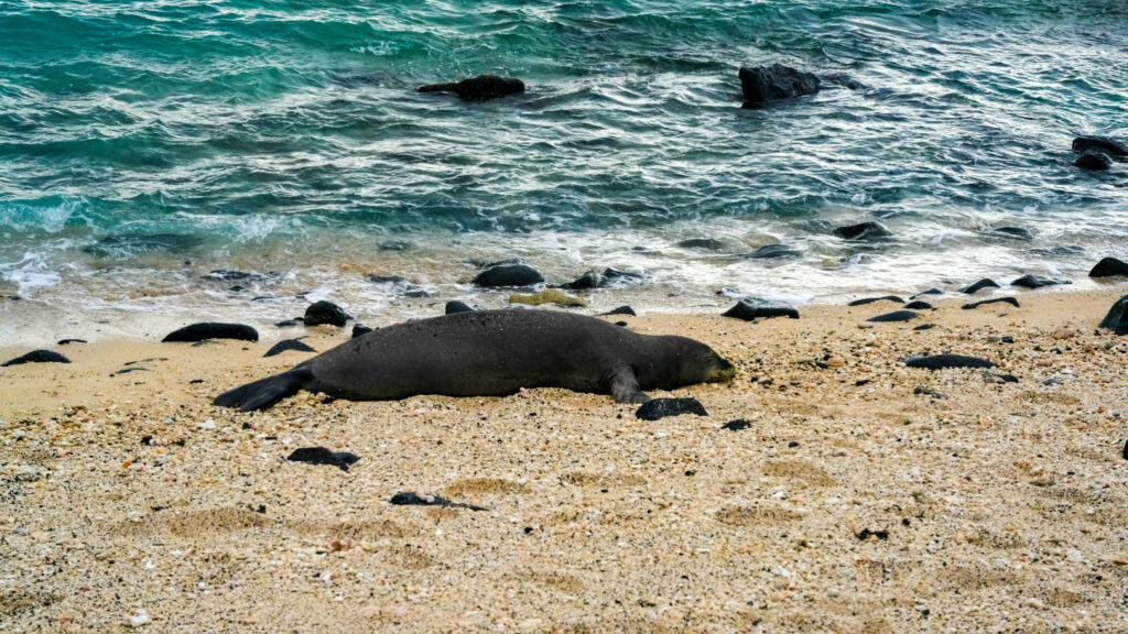 Monk Seal