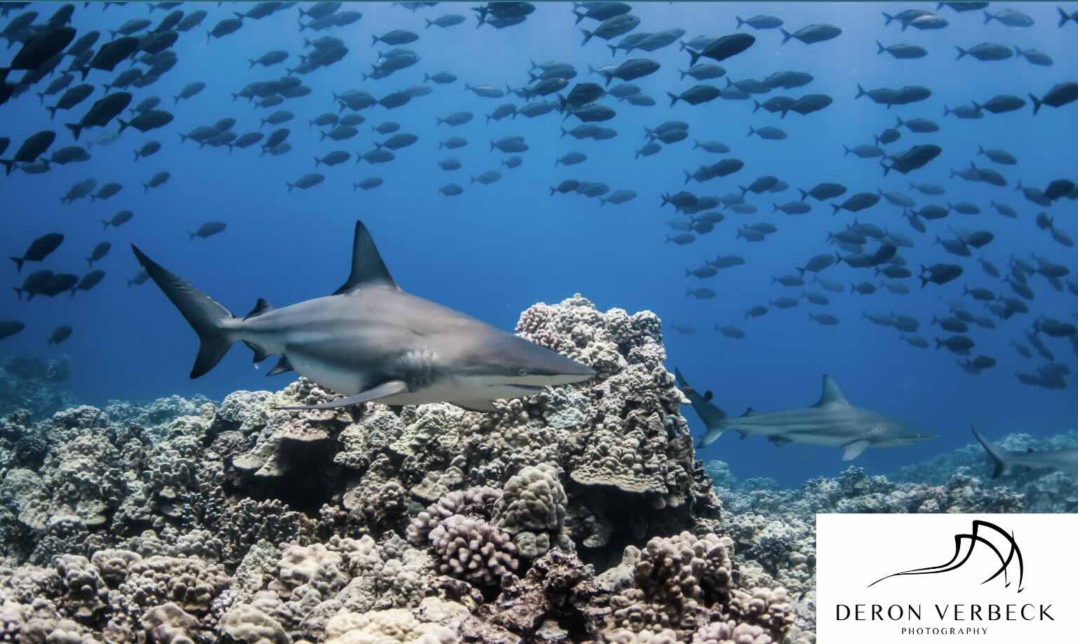 Sharks over coral