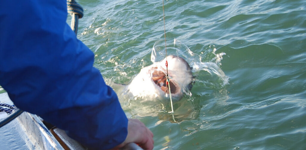 Shark hooked with fisherman